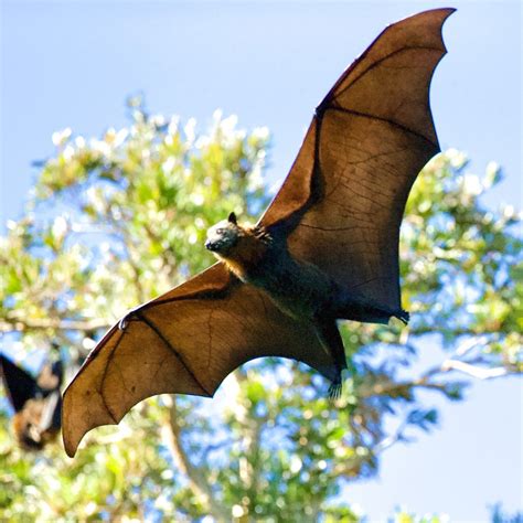 Fl Bat Festival 2023 At Lubee Bat Conservancy Giggle Magazine