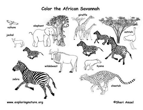 Https://wstravely.com/coloring Page/coloring Pages African Animals