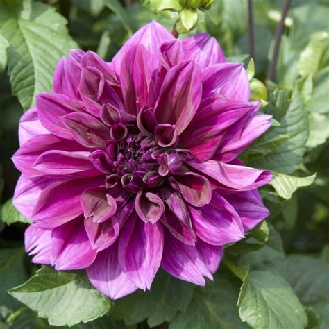 15 Purple Dahlia Varieties 🍇 💜 Delve Into Lovely Lavender Hues