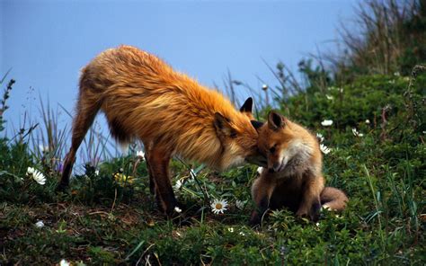 Renard Full Hd Fond Décran And Arrière Plan 1920x1200 Id279364