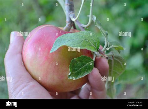 Fresh Organic Apple From Tree In Hand Stock Photo Alamy