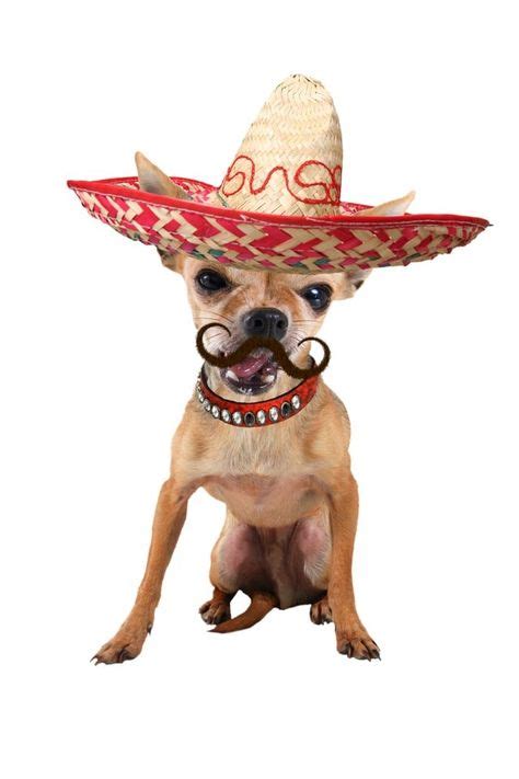 Its A Mexican Chihuahua D Chihuahua Chihuahua Love Chihuahua Dogs