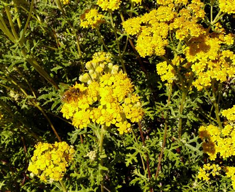 Free Images Beach Flower River Herb Produce Evergreen Yellow