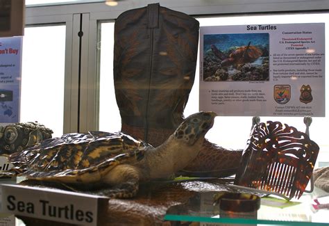 Sea Turtle Souvenirs Credit Bill Butcherusfws Us Fish And