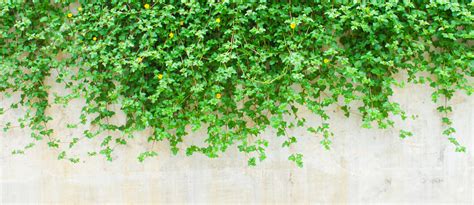 Vines Wallpapers Earth Hq Vines Pictures 4k Wallpapers Afalchi Free images wallpape [afalchi.blogspot.com]