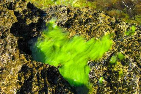 What Eats Algae 7 Animals That Mainly Eat Algae