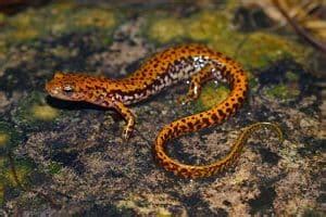 19 Types Of Salamanders In Missouri Pictures The Critter Hideout