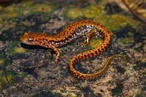 Types Of Salamanders In Missouri Pictures The Critter Hideout