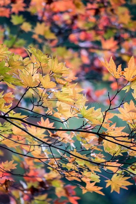 Autumn Colors At Ryuzu Waterfall Basin In Nikkotochigi Prefecture