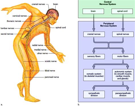 Basics Of Human Skeletal System