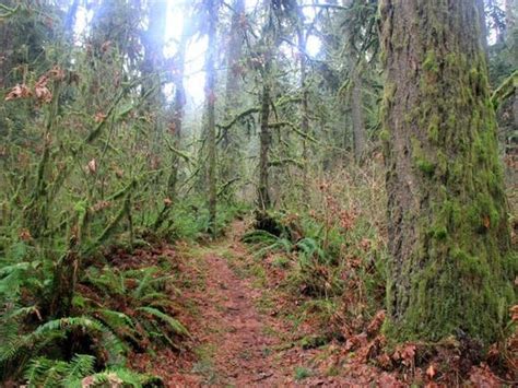 The 6 Best Hikes In The Forested Metropolis Of Portland Oregon