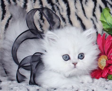Teacup Persian Kittens 7 Cute Miniature Persian Cat Biological