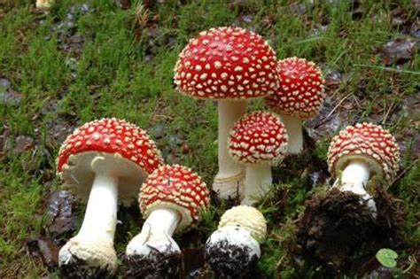 Poisonous Mushrooms In Norway Poisons Information Centre Helsenorge