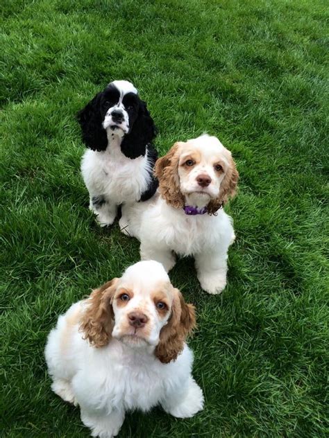 Cocker spaniel in galway €1,800 gorgeous litter of golden cocker spaniel puppies for sale. Kingdom Cockers, parti cocker spaniels | Cocker Spaniels ...