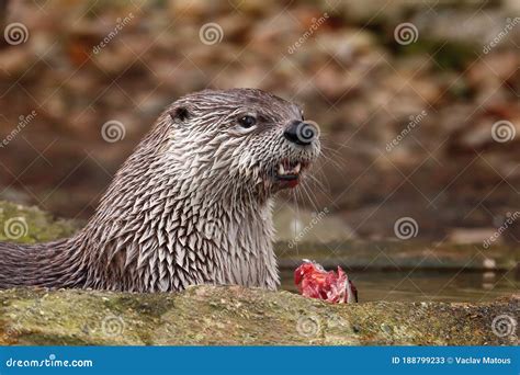 North American River Otter Lontra Canadensis Laying In Water And
