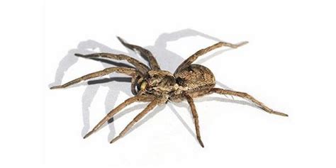 Top 10 Dangerous Spiders In The World Wonderslist