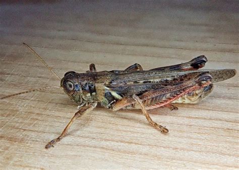Melanoplus Sanguinipes Migratory Grasshopper 10000 Things Of The