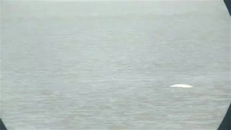 beluga whale spotted in river thames in most southerly sighting ever mirror online