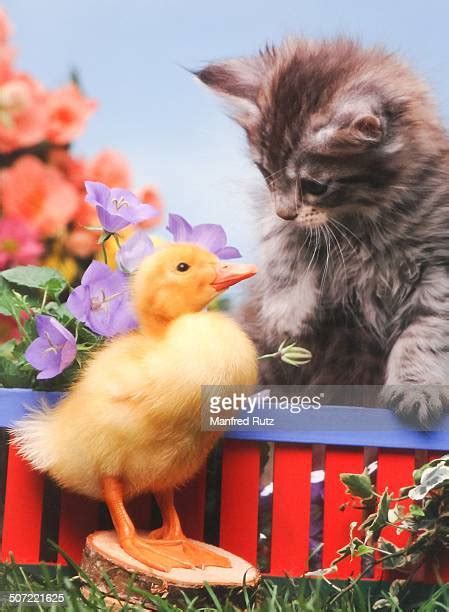 Kitten And Duckling Photos And Premium High Res Pictures Getty Images