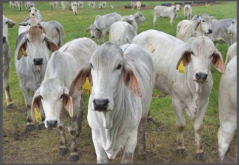 The american brahman excels in adding hybrid vigor to their offspring when crossed with other breeds, resulting in more money in your pocket as a beef producer. Brahman Cows Thrive in USA and Brazil | Andhra Pradesh First
