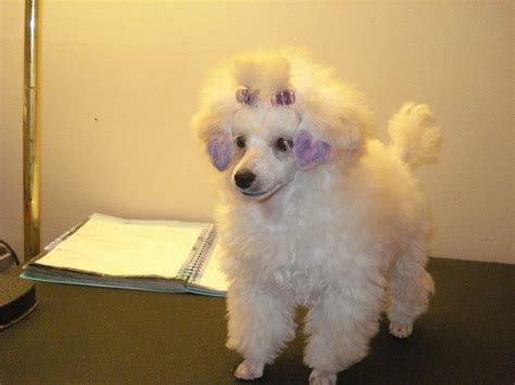 Table of contents key things to look out for with mini poodles looks are there any mini poodles behavior problems? Creative Shaved Ears - Page 2 - Poodle Forum - Standard Poodle, Toy Poodle, Miniature Poodle ...