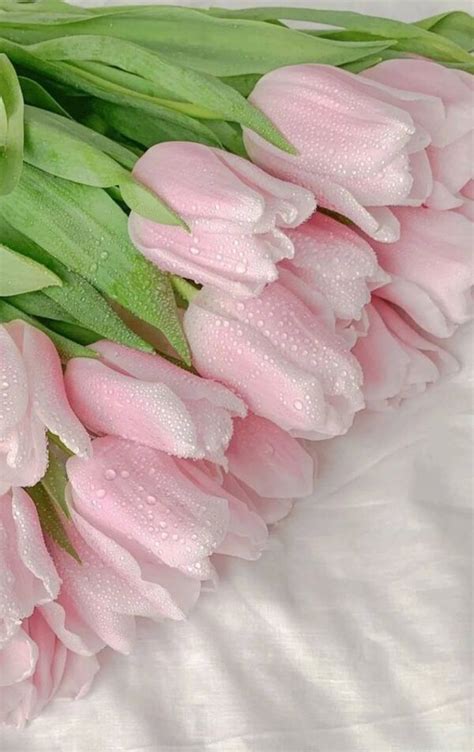 Top Nhiều Hơn 98 Tulip đẹp Hình Nền Hoa Tulip Tuyệt Vời Nhất Tin Học