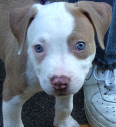 Red Nose Pitbull Puppies With Blue Eyes Photo Happy Dog