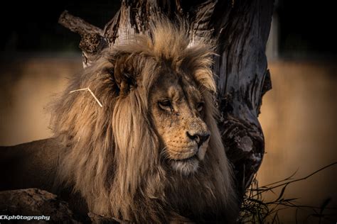 Λιοντάρι της Ανγκόλας Angola Lion Panthera Leo Bleyenbe Flickr