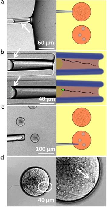 A Specific Flagellum Beating Mode For Inducing Fusion In Mammalian