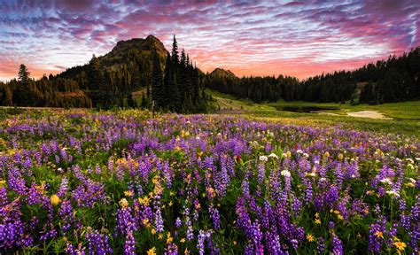 Flowers On Mount Rainier Hd Wallpaper Background Image 2048x1247