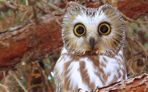 Customize your desktop, mobile phone and tablet with our wide variety of cool and interesting animal wallpapers in just a few clicks! Owl HD Wallpaper | Background Image | 1920x1200 | ID ...