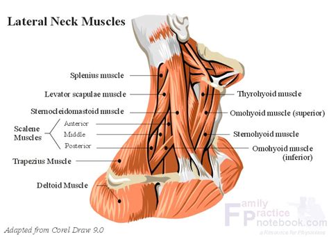 Cervical spine anatomy is quite complex. Congenital Torticollis