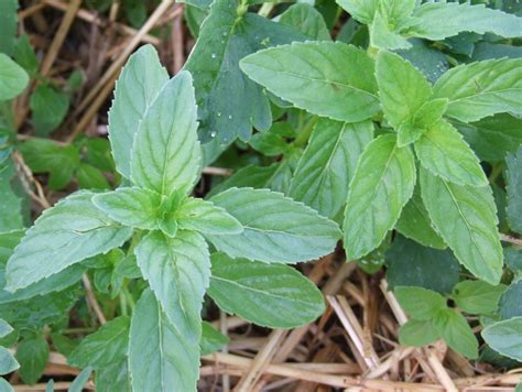Field Mint - Department of Agriculture and Aquaculture