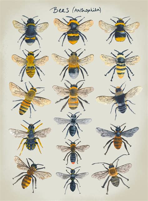 Vintage British Bee Chart Print British Nature Print Bee Etsy