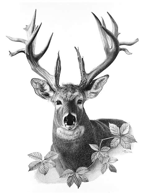 Deer Pencil Drawing Print Deer Art Print Majestic Deer White Tail Deer Big Buck Deer