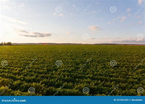 Agriculture Of Belarus Carrot Field Stock Image Image Of Harvest
