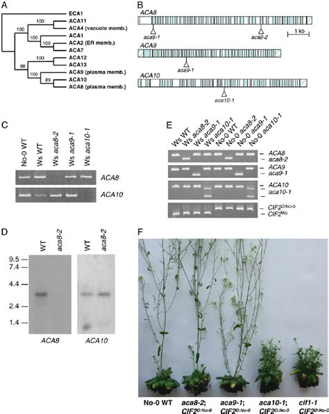 Phenotypic Effects Of Aca8 Aca9 And Aca10 T Dna Insertion Mutations
