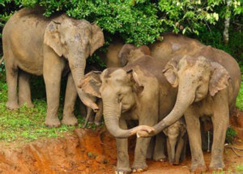 5 Wildlife Sanctuaries To Visit During Monsoon Saevus
