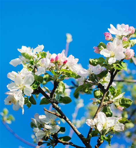 Beautiful Apple Tree Branch Stock Image Image Of Gardening Bright