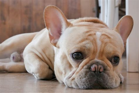 Are French Bulldogs Aggressive Frenchies Behavioral Issues