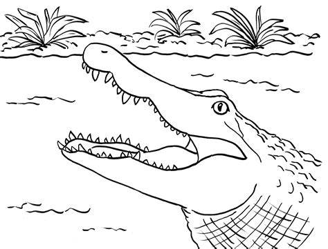 Alligator Coloring Page Samantha Bell