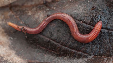 Do Worms Have Eyes And Other Worm Facts Woodland Trust