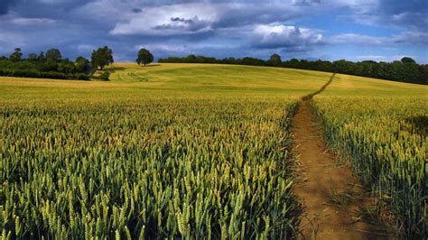 Wheat Field In Scraptoft Uk Landscape Photographers Landscape