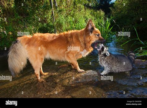 Common Raccoon Procyon Lotor Tame Pup Chummy With Dog Playing