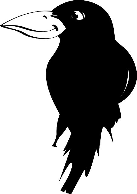 Raven Bird Bird Jackdaw Crow Transparent Png Original Size Png