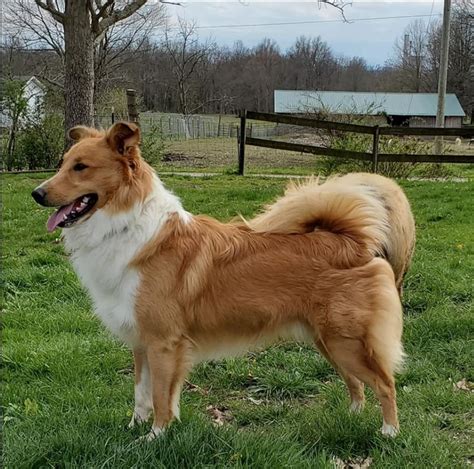 Pin On Old Time Scotch Colliesfarm Collies