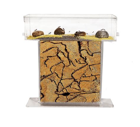 You Can Now Create Your Own Ant Farm From Home Pawsify