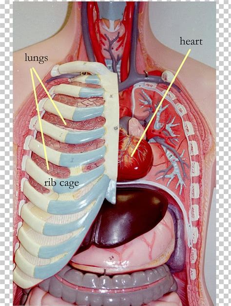 Rib Cage Organ Thoracic Cavity Internal Thoracic Artery Png Clipart