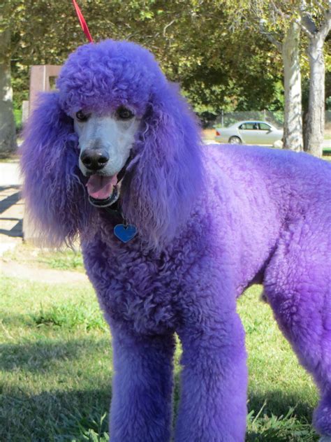 Img0431 An Unexpected Purple Poodle Sunnyrose Flickr