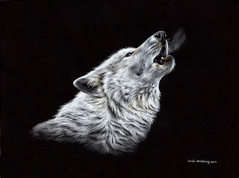 White Wolf Howling Drawing